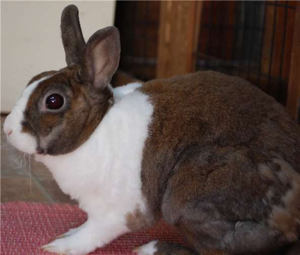 Justus und Sam sind zwei inzwischen kastrierte Kaninchenböcke ...