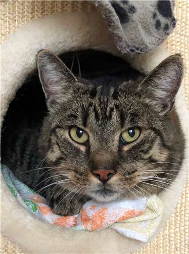 Kärli wohnt jetzt wieder bei seinen Besitzern. Foto: privat