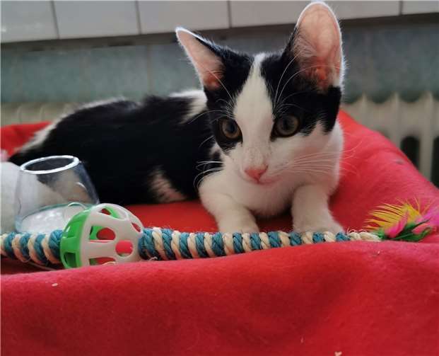 Kätzchen Lotte und ihre Freunde suchen ein neues Zuhause. Foto: privat