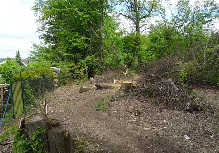 Kahlschlag im Waldgebiet Rothleibchen.Foto: privat