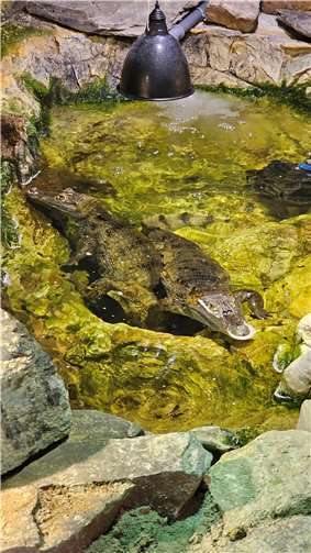 Kaiman im Poecitarium Polch.