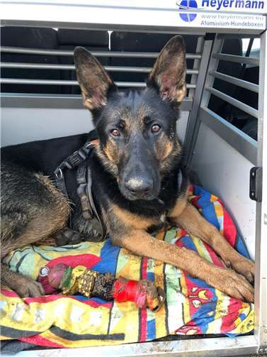 Kajo wünscht sich erfahrene Schäferhundliebhaber.