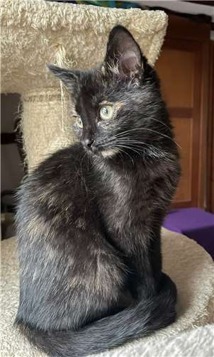 Kali muss noch Vertrauen gewinnen. Foto: Katzenschutzfreunde