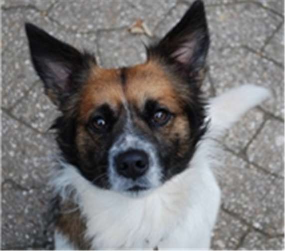 Kalli sucht dringend ein neues Zuhause. Foto: Privat