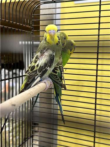 Kamilla, Keno, Kiki.