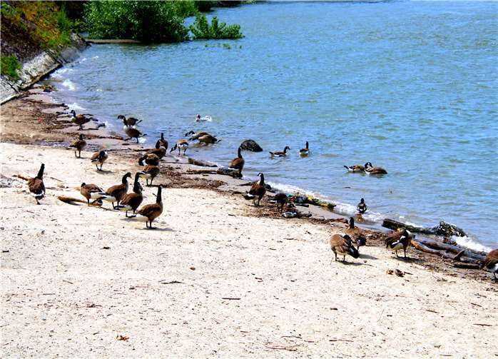 Kanadagänse besiedeln das kleine deutsche Eck von Andernach. Dieses Bild wurde uns eingesandt von unserem Leser Dietmar Groß. Foto: Dietmar Groß