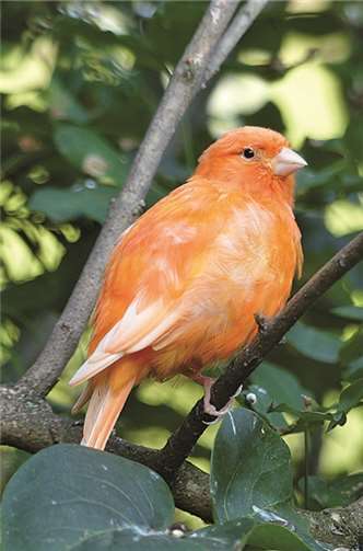 Kanarienvogel „Sonny“.privat