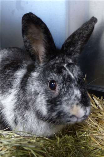 Kaninchen Doffy kommt gut mit Menschen klar. privat