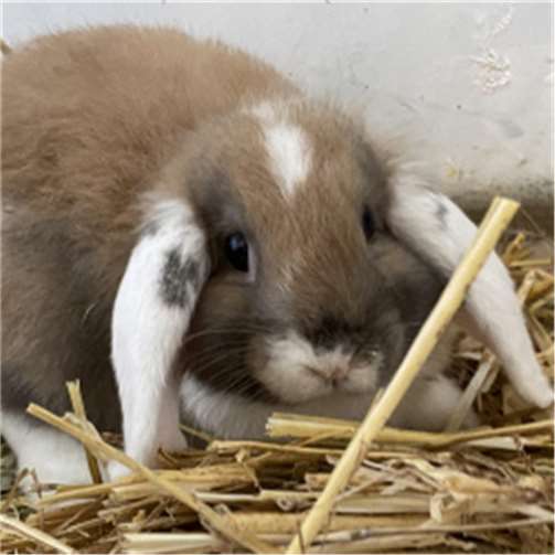 Kaninchen „Mausi“ wurde auf einem Rastplatz in Ochtendung ausgesetzt.  Foto: privat