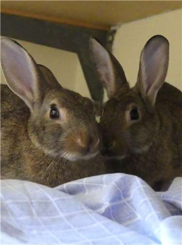 Kaninchen-Mix beide am 8. April 2020 geboren, Wanja - weiblich, Wito- männlich/kastriert