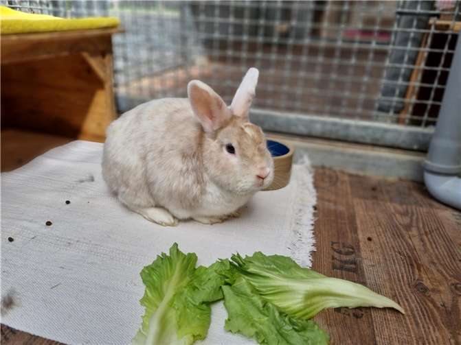 Kaninchen Rudi wartet im Tierheim Mayen auf eine Partnerin. Foto: Sybill Limbach