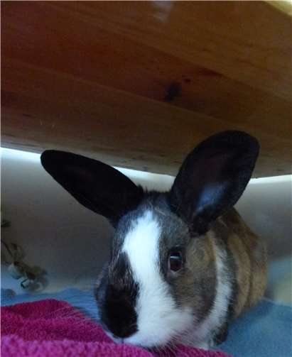 Kaninchen Tristan ist ca. 2017 geboren und sucht ein neues Zuhause, in dem er sich wohlfühlen kann.Tierschutzverein Andernach u.U.e.V.