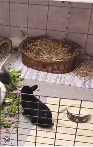 Kaninchen Tux ist auf der Suche nach einen Kaninchendame.  Foto: privat