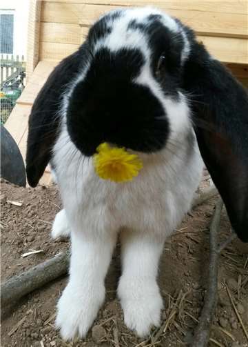 Kaninchen sind derzeit akut durch RHD2 bedroht.privat