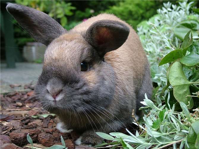 Kaninchen werden vermisst. Foto: pixabay.de