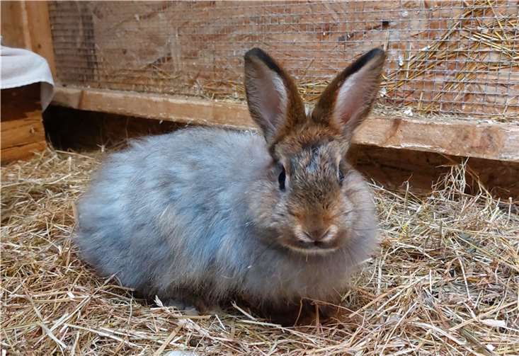 KaninchenGüle.  Foto: Tierheim u. Tierschutzverein Kreis Ahrweiler e.V., Claus Krah