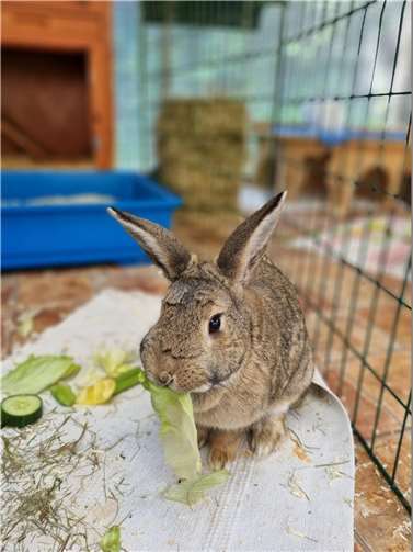 Kaninchendame Henrike. Foto: Sybill Limbach