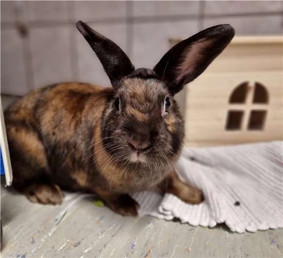 Kaninchendame „Milly“ wartet im Tierheim Mayen auf Interessenten. Foto: Sybill Limbach