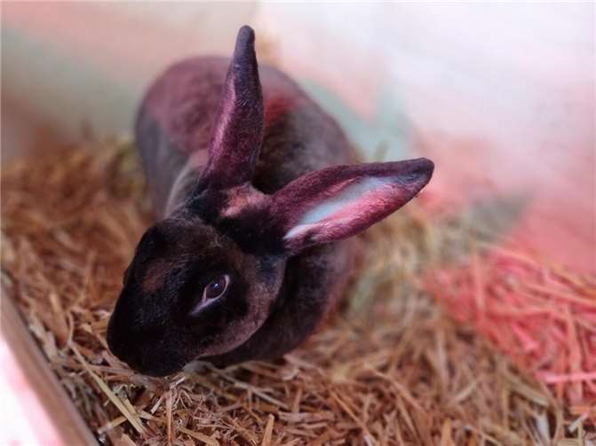 Kaninchenmädchen Martha aus dem Tierheim in Mayen. Foto: Sybill Limbach