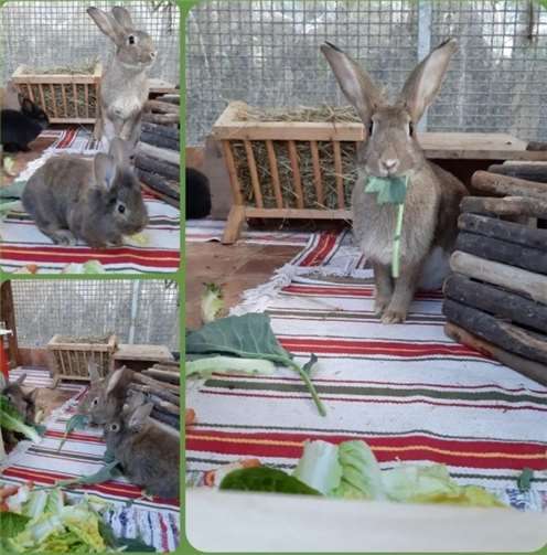 Kaninchenmama Malala und ihre bildschönen Kinder suchen ein liebevolles Zuhause.Foto: Tierheim Mayen