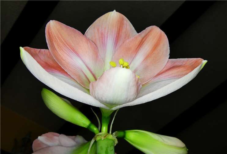 Karl Heinz Scheuren hat ein Auge für ästhetische Motive. Foto: Karl Heinz Scheuren