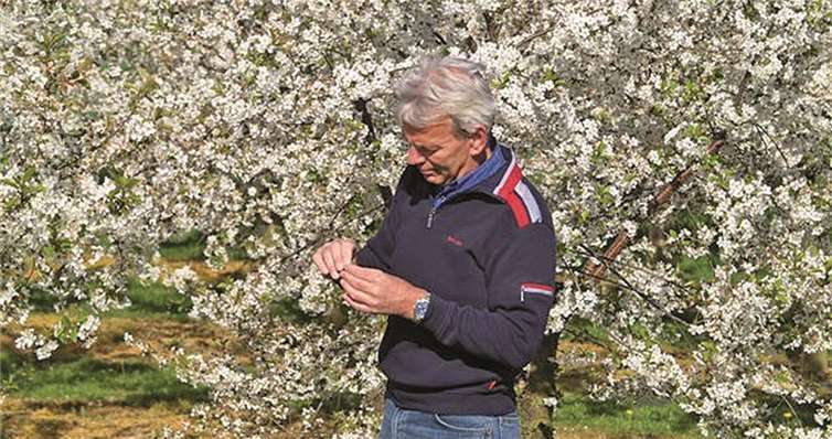 Karl-Josef Brauweiler prüft die Blüte. privat