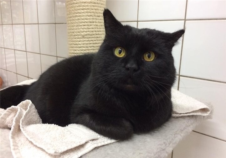 Karlchen ist ein verschmuster und anhänglicher Kater. privat