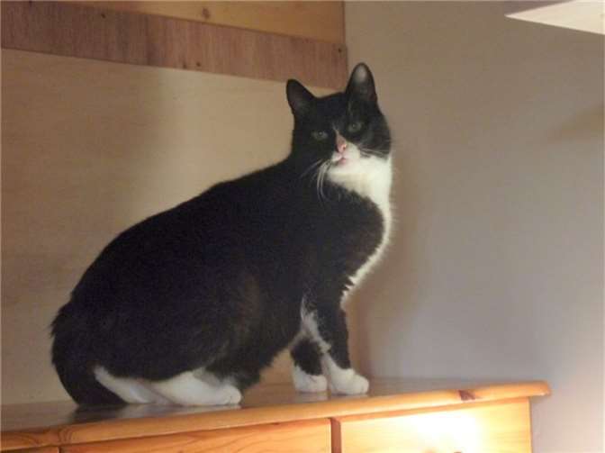 Karlchen ist nach seiner Verletzung wieder vollständig hergestellt und bereit für sein neues Zuhause.Fotos: KatzenschutzfreundeRhein-Ahr-Eifel e.V.