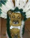 Karneval ist nicht nur ein Riesenspaß für Zweibeiner wie der kleine Merlin aus N...