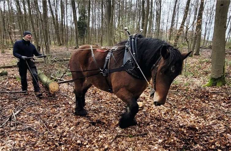Karsten Güttler im Einsatz mit seinem Kaltblüter. Fotos: Stadt Bendorf