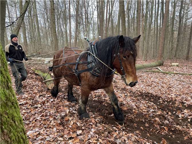 Karsten Güttler zieht mit seinem Kaltblüter ein Eichenstämmchen aus dem Laubholzbestand.  Fotos: Landesforsten.RLP.de / Jörg Parschau
