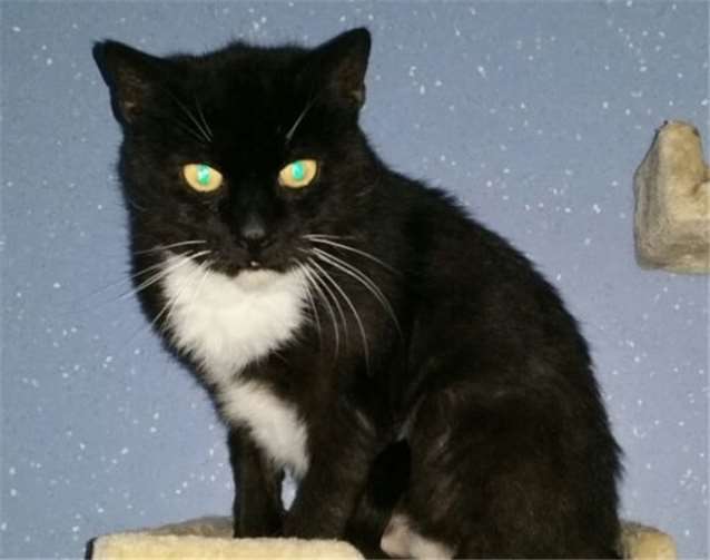 Kater Andi hat AIDS und darf deswegen nicht mehr nach draußen. privat