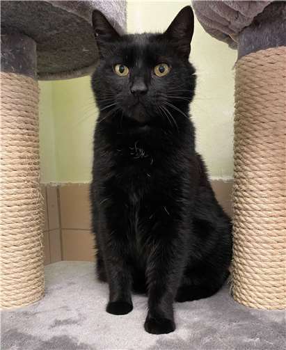 Kater Balu aus dem Tierheim in Remagen. Foto: Tierheim u. Tierschutzverein Kreis Ahrweiler e.V.