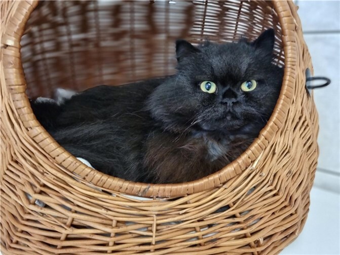 Kater Balu wartet im Tierheim Mayen auf seine neue Familie.  Foto: Sybill Limbach