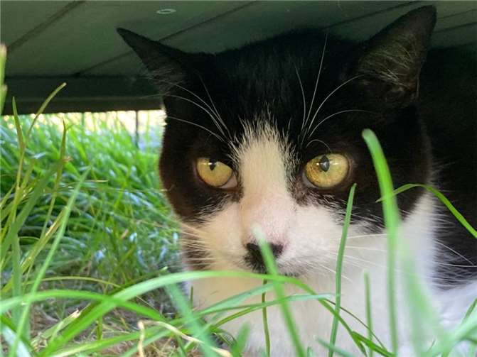 Kater Ben ist flutgeschädigt und sucht eine neue Bleibe.
