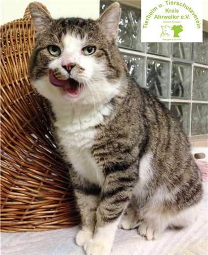 Kater Bigfoot ist eigentlich ein Kampfschmuser. Anja Hedden