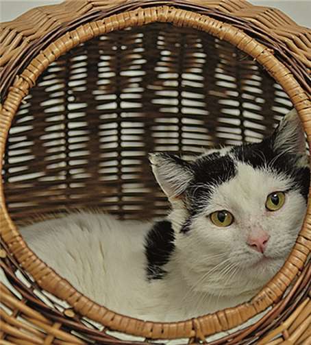 Kater Björn braucht Freigang! privat