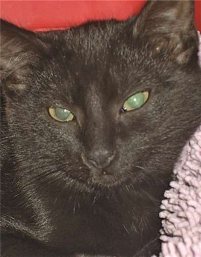 Kater Black Flodder.privat