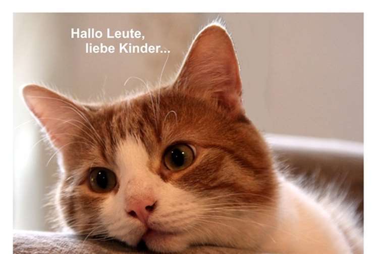 Kater Bobby Foto: art-photographie-capl.de