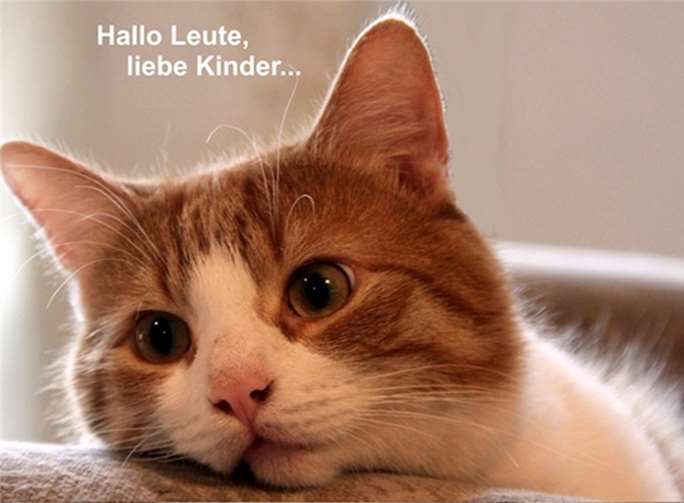 Kater Bobby. Foto: art-photographie-capl.de