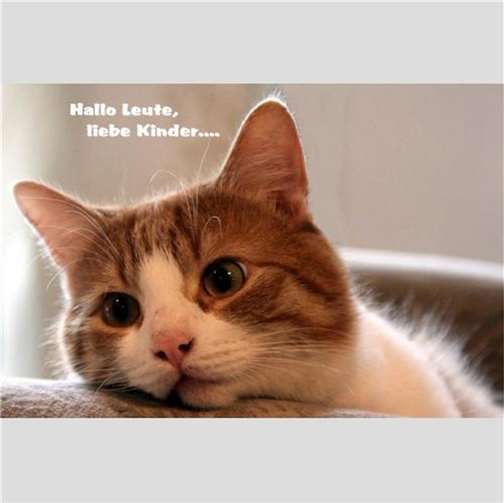 Kater Bobby.  Foto: privat