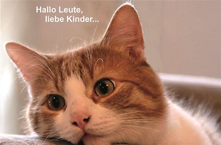 Kater Bobby. art-photgaphie-capl.de