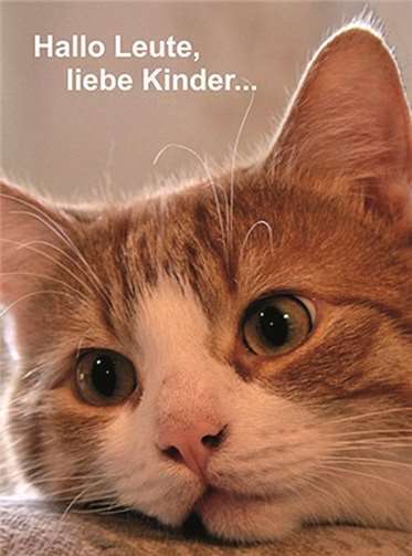Kater Bobby. art-photogaphie-capl.de