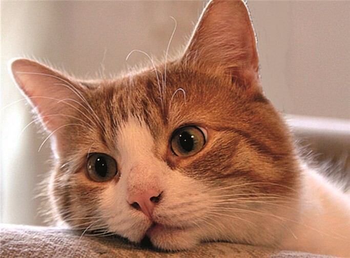 Kater Bobby hat wieder einiges zu berichten.Capl