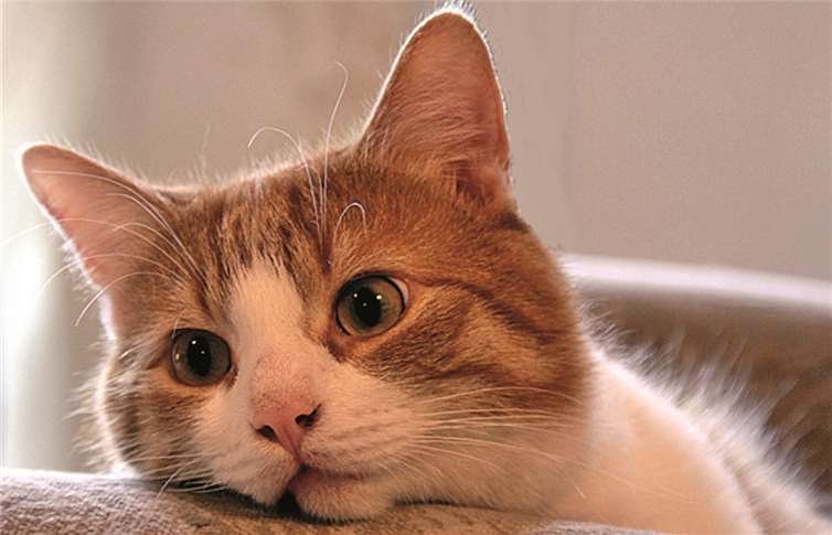 Kater Bobby hat wieder einiges zu berichten.Capl