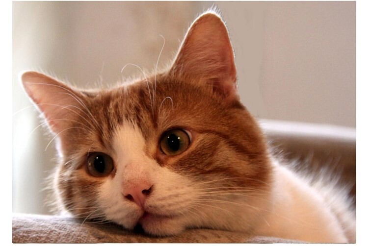 Kater Bobby lädt ein zum Stöbern und Gesprächen „rund um die Katz“