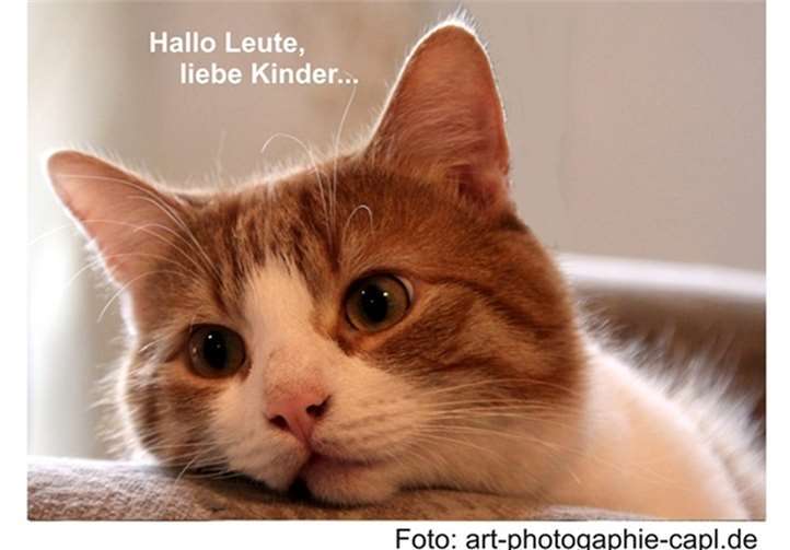 Kater Bobby meldet sich mit Neuigkeiten. Foto: art-photographie-capl.de
