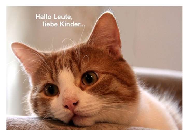 Kater Bobby meldet sich mit Neuigkeiten. Foto: art-photographie-capl.de