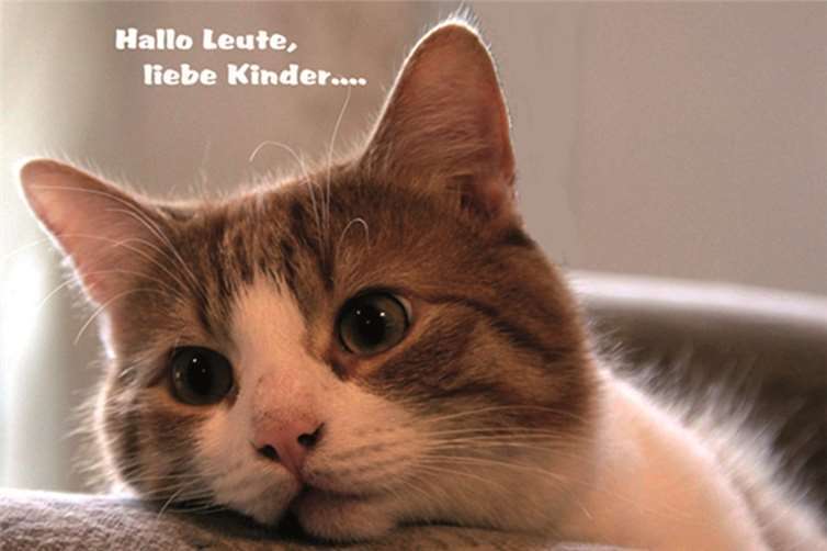 Kater Bobby und sein Rückblick...