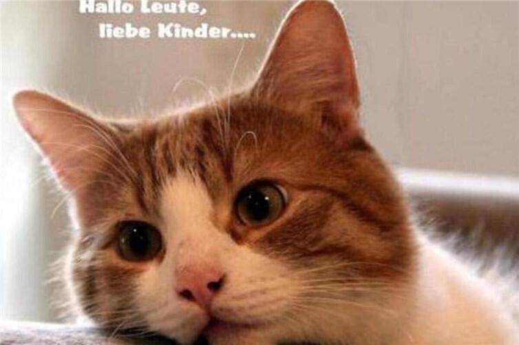 Kater Bobby und seine Helfer freuen sich auf regen Besuch - alle Einnahmen gehen zu 100% an die Fellnasen des Vereins.